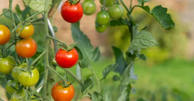 Comment congeler des tomates pour les savourer toute l’année ?
