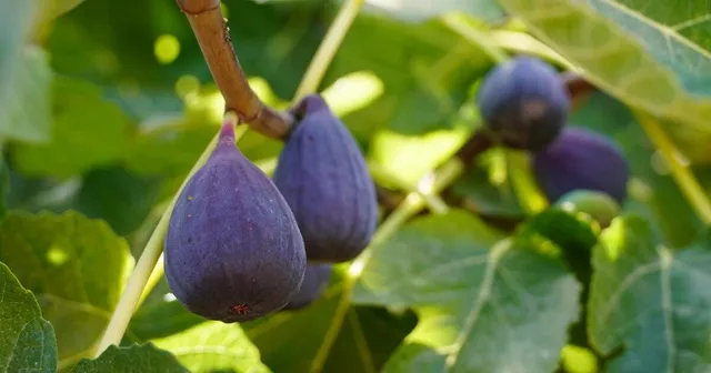 Comment conserver des figues fraîches pour prolonger leur durée de vie ?
