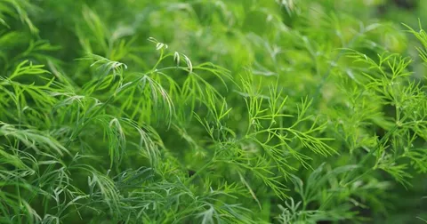 Aneth bienfaits : cette plante aromatique cache 5 vertus insoupçonnées